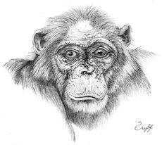 Fifi, Jane Goodall's chimp, jail, prisoners, compassion