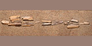 fossils of ancient arctic camel