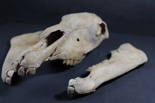 A close-up of a horse skull and jawbone