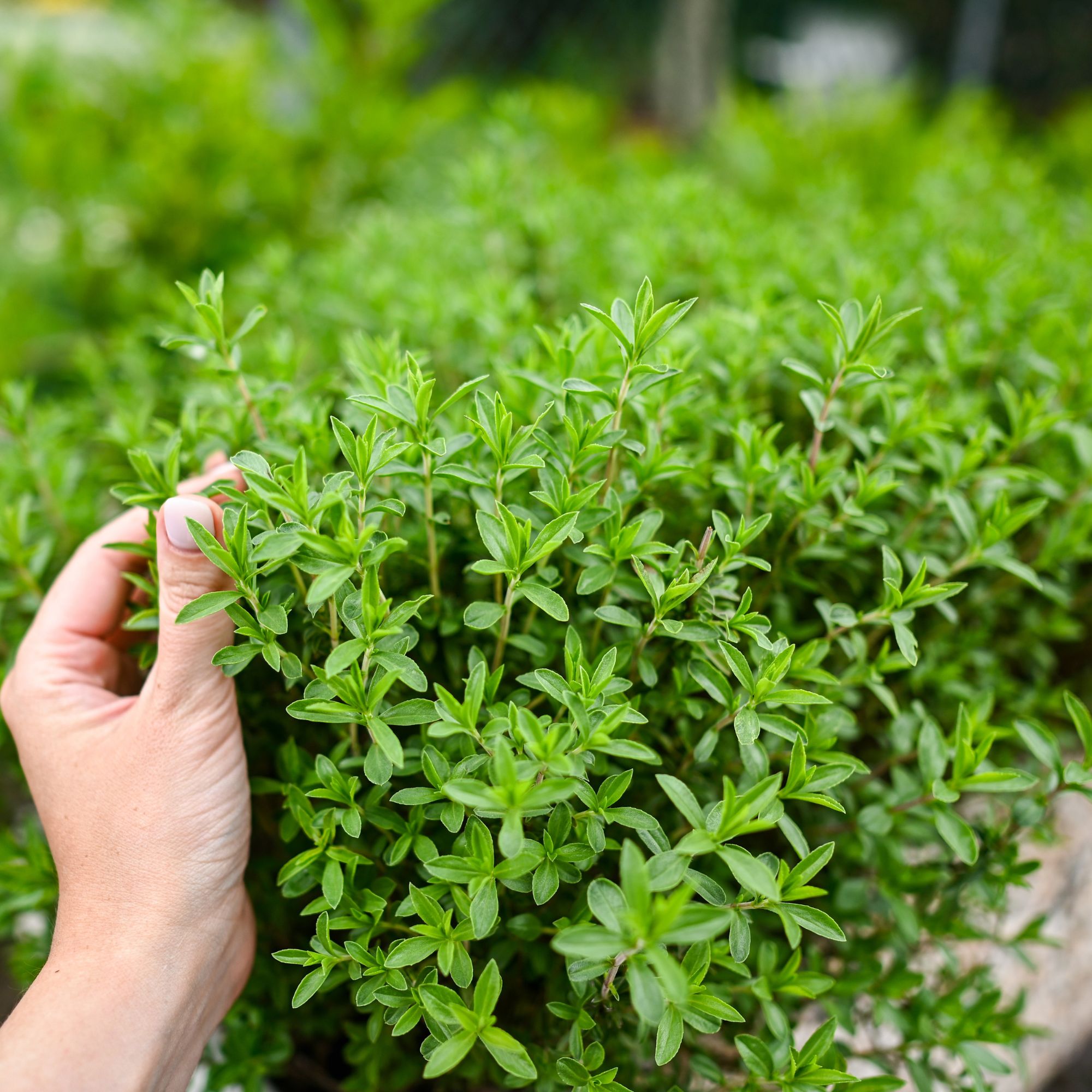 Thyme plant