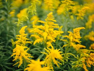 yellow goldenrod (Solidago) flowers