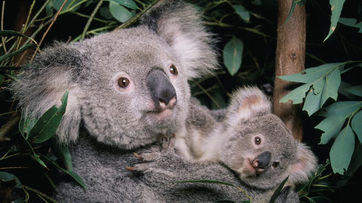 Koalas are both endangered and so plentiful they're causing problems. How'd that happen?