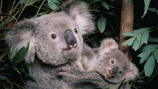 A koala in a tree holding a cub 