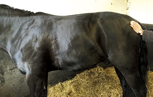 Lumbosacral flexion exercise