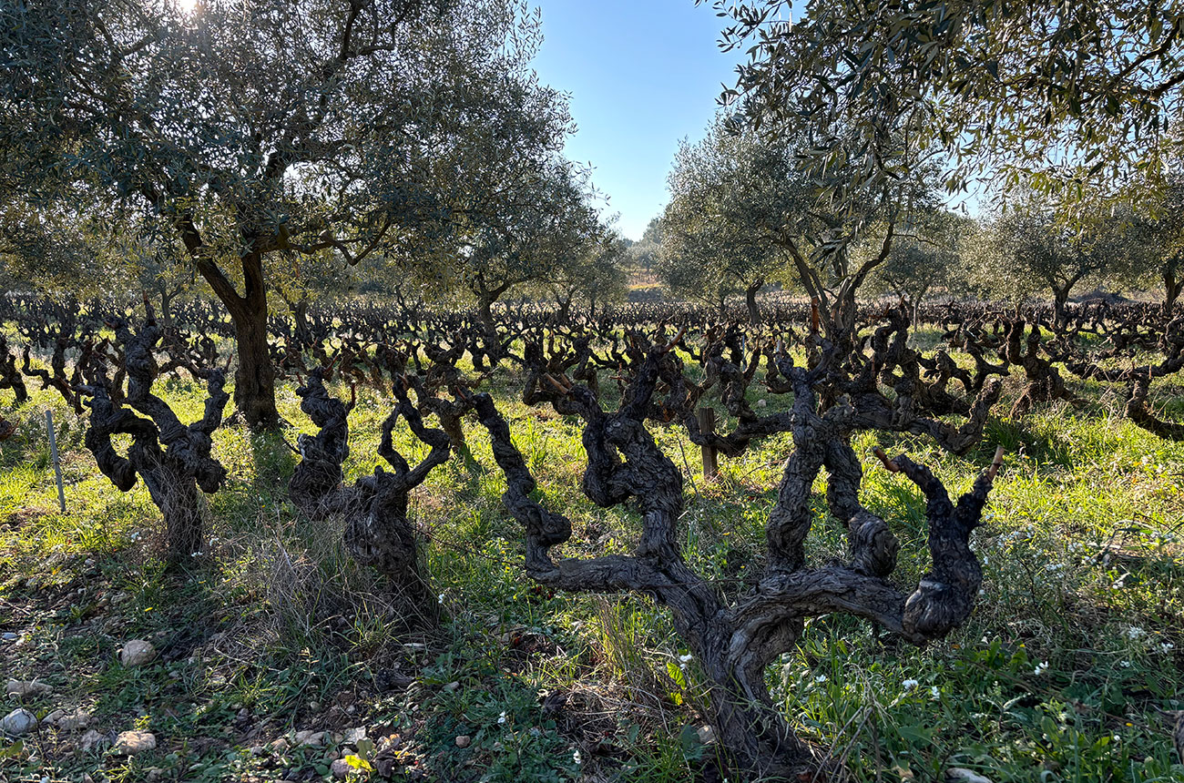 Vines-and-olives-together-in-Nyons.jpg