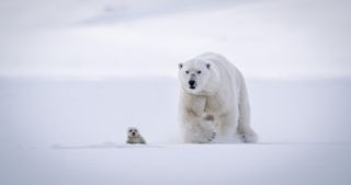 Polar bear on The Hunt