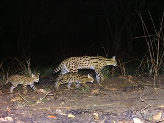 Over 300 custom-made camera traps spread across an area the size of Cape Verde make important wildlife discoveries