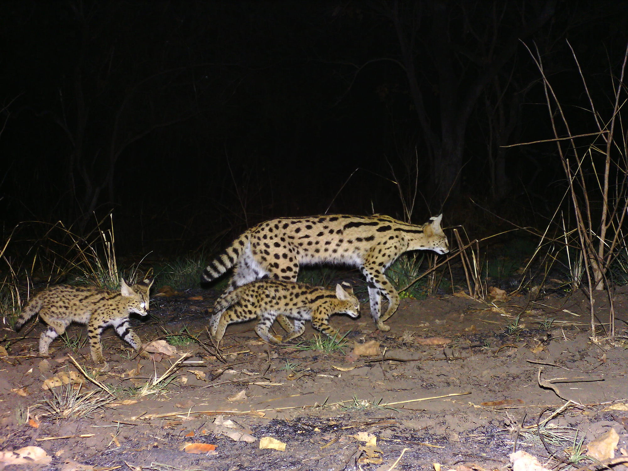 Panthera camera trap footage of servals