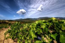 Wines in Corsica, abbatucci