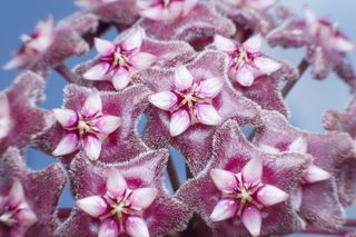 A close-up of a pink hoya carnosa flower