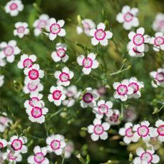 dianthus 'Artic Fire' growing in a garden as groundcover