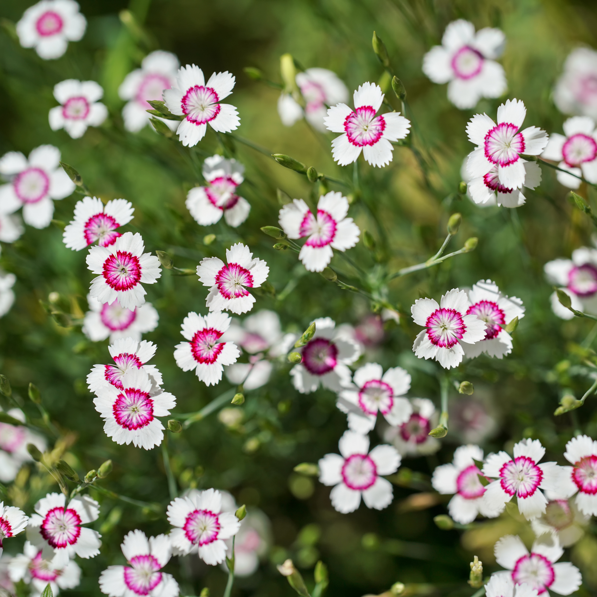 dianthus 'Artic Fire' growing in a garden as groundcover