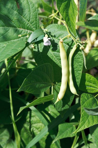 Beans Growing In Garden