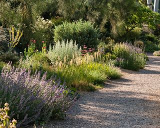 A border in the dry Gravel Garden with grey-leaved and drought-resistant plants