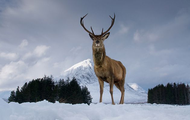 British Wildlife Photography Awards 2015