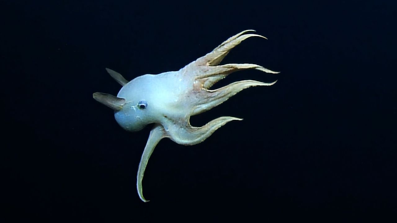 The dumbo octopus swimming through the dark deep sea