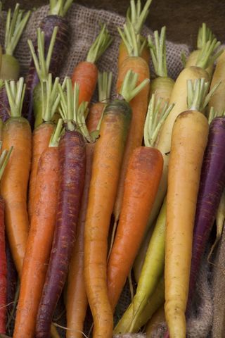 heritage carrots grown in a kitchen garden