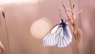 Firefly a dreamy macro photograph of a white butterfly resting on a tall grass with bokeh; natural p