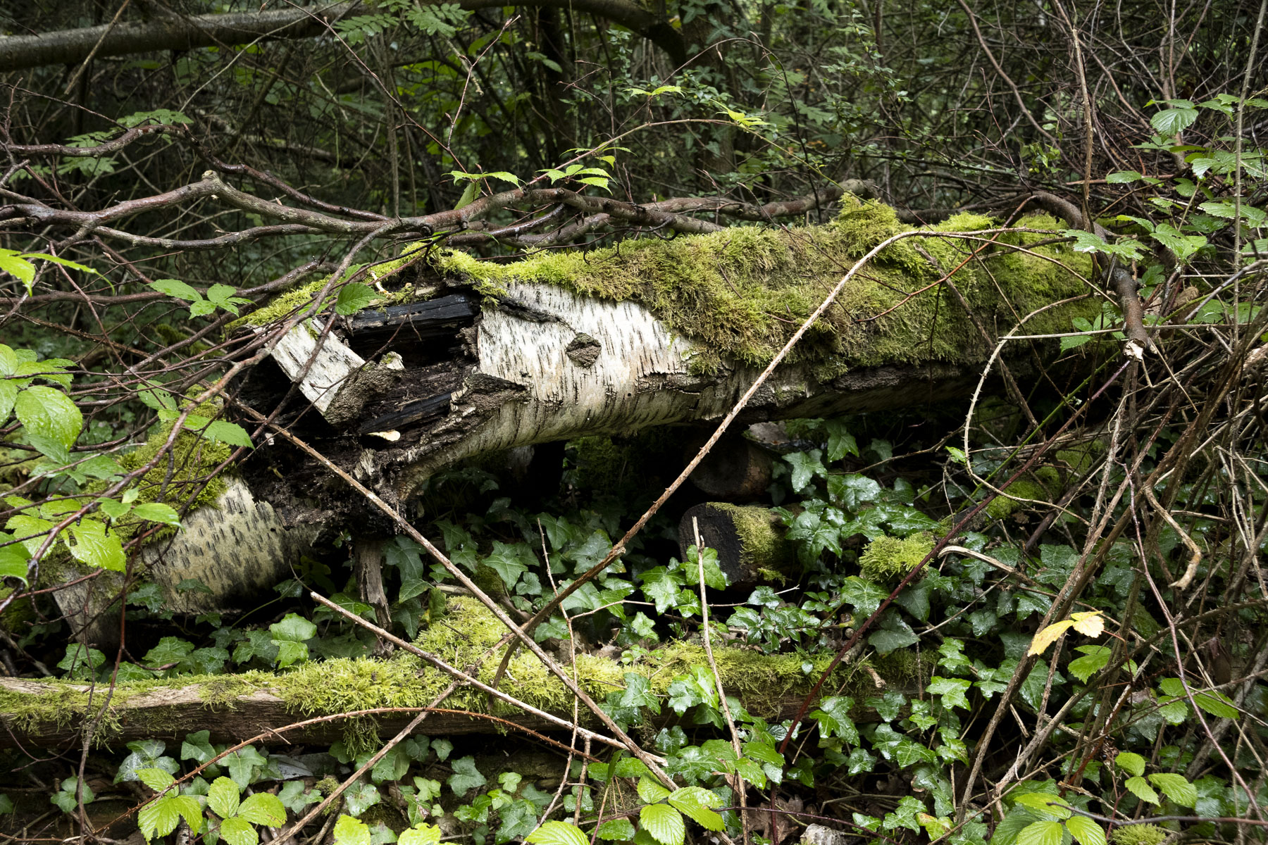 A photograph of a rotting tree trunk from a silver birch tree taken with the Nikkor Z DX 24mm f/1.7 lens