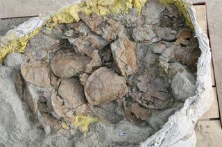 turtle fossils found in Xinjiang in China.