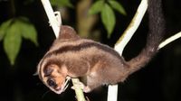 A pygmy long-fingered possum climbing a branch in New Guinea.
