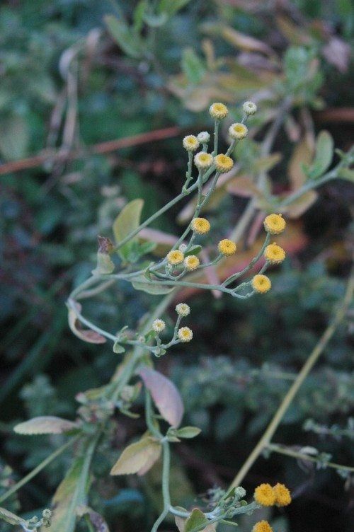 Costmary Plant