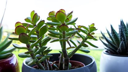  picture of a money plant in a small blue pot next to other houseplants to suport an expert guide on how to care for a money plant