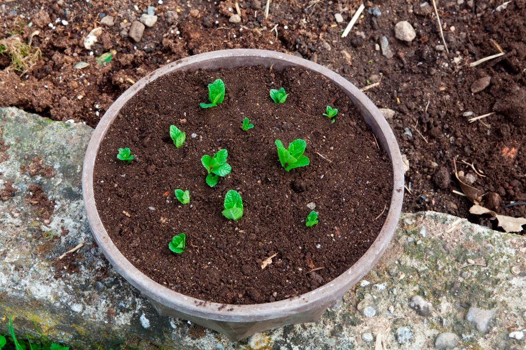 How to grow mint this refreshing herb is one of the easiest to grow