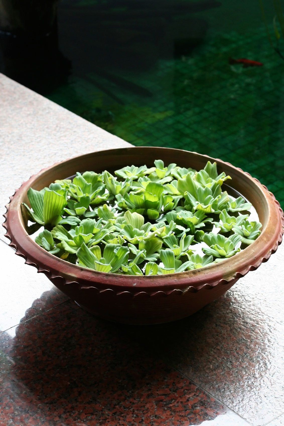 DIY Water Pond In A Bowl Next To A Pond