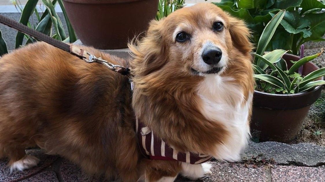 What is a Dorgi - image of a Dorgi dog outside standing on pavement next to potted plants and looking at the camera