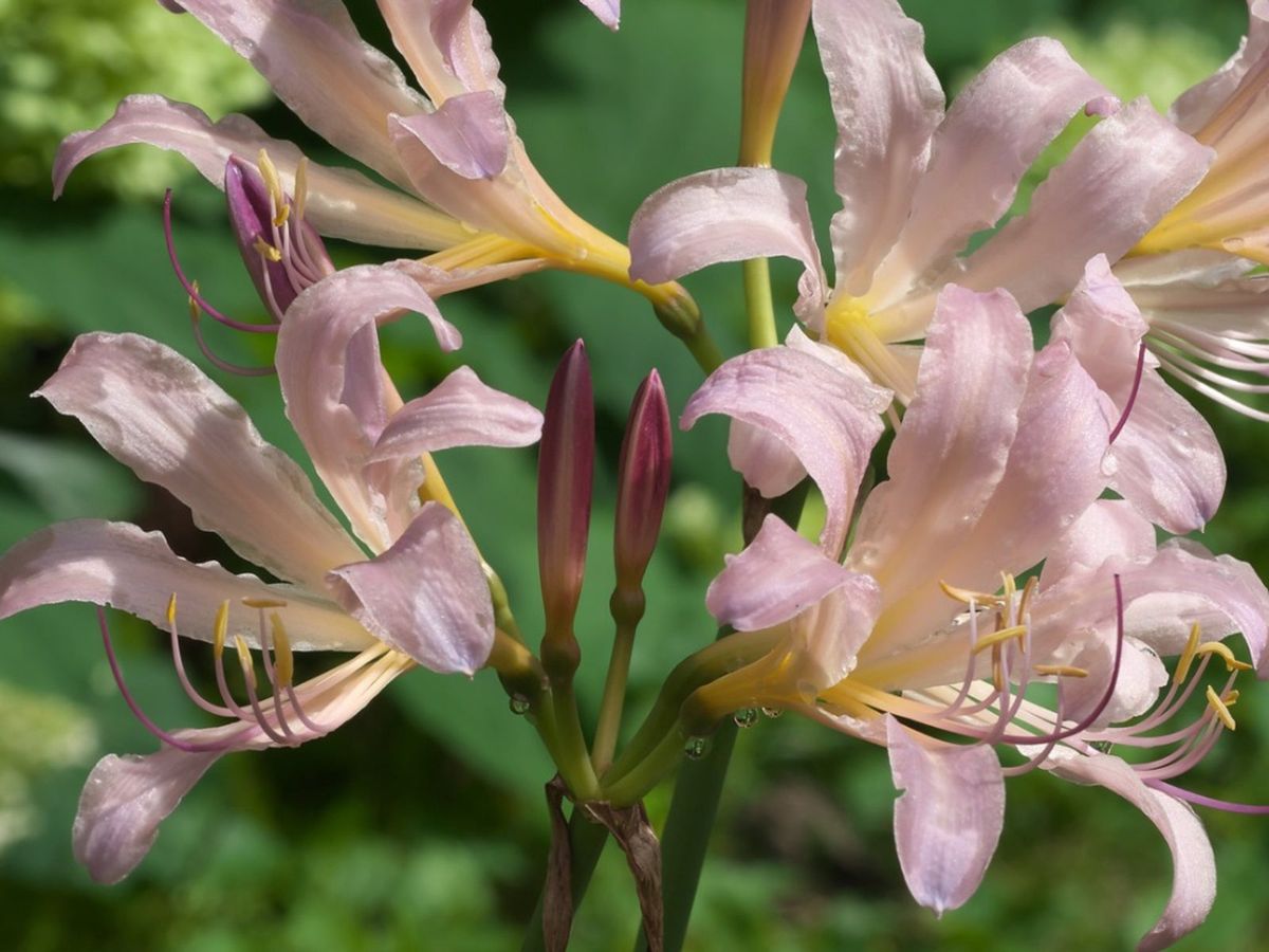 Information On Growing Lycoris Lily Gardening Know How