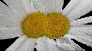 Artificialis flower image