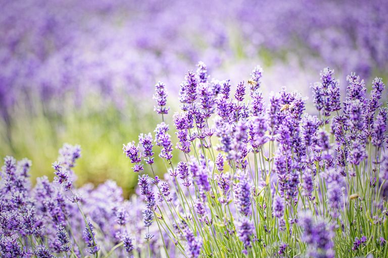 How far apart should you plant lavender this method will give you