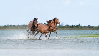 Three shackleford banks wild horses