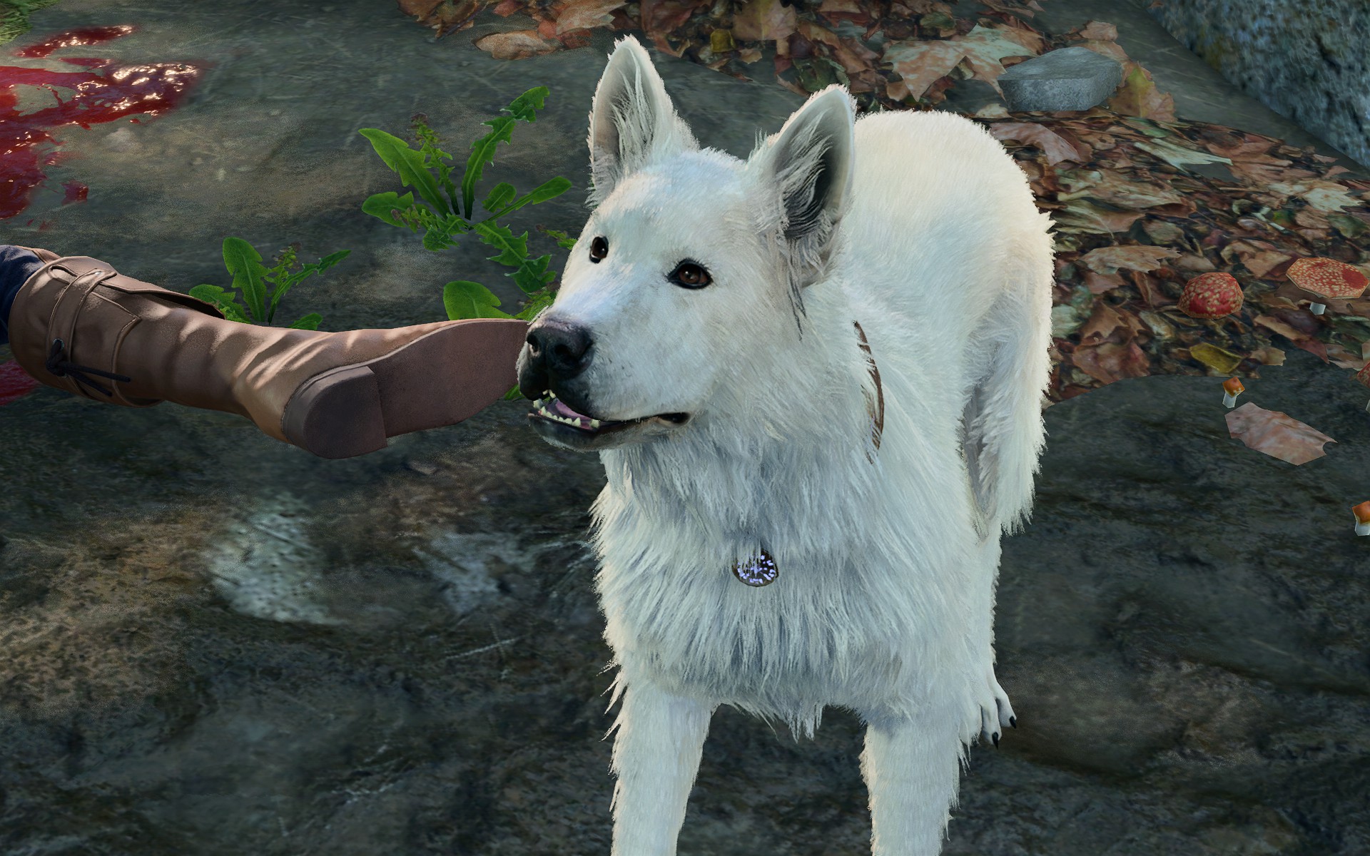 A white dog stands beside its dead owner