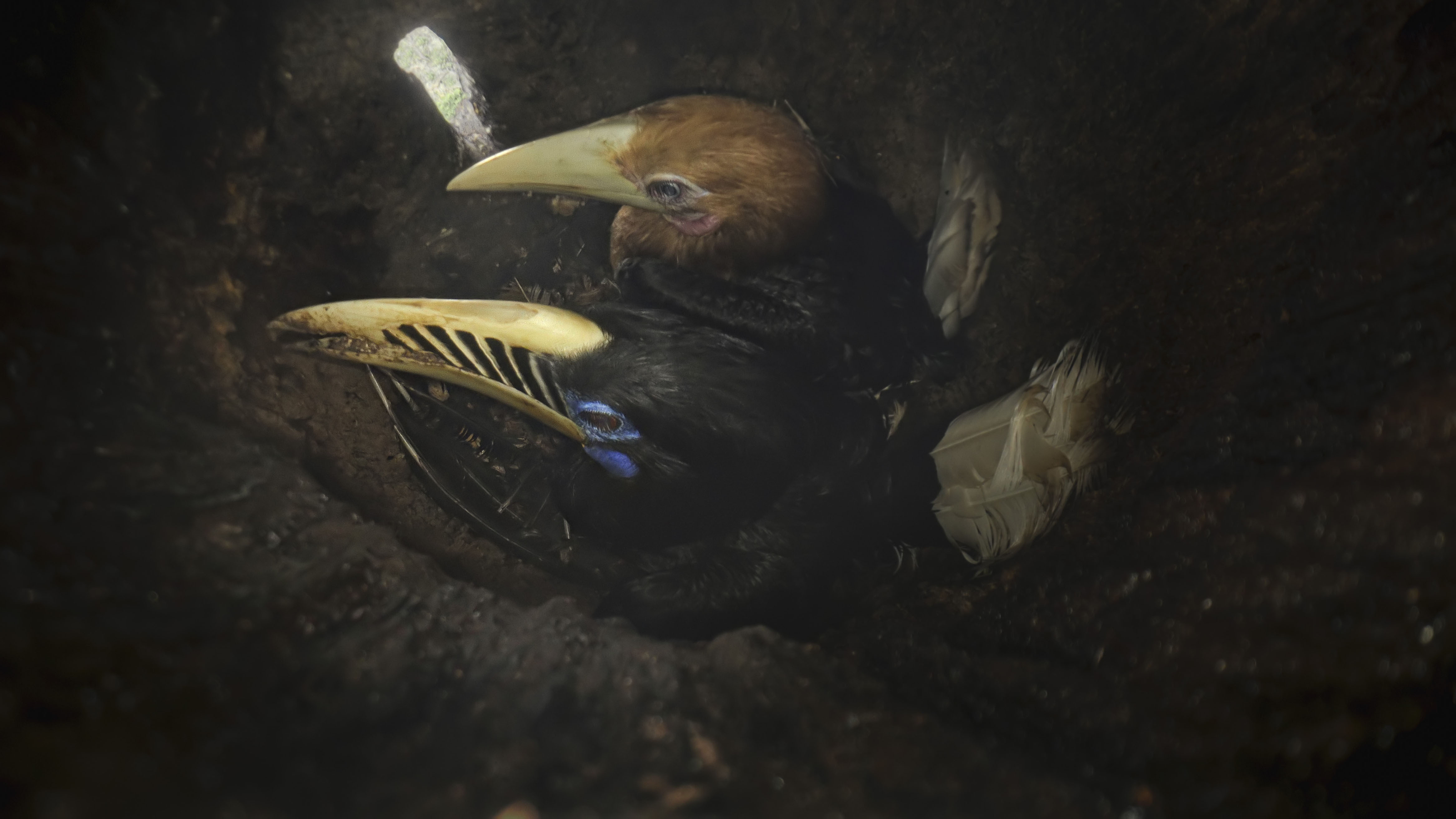 A rufous-necked hornbill and its chick