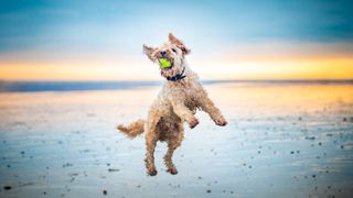 Dog catching a tennis ball on a beach