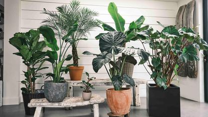 large collection of palm plants in planters on a bench and floor inside a house