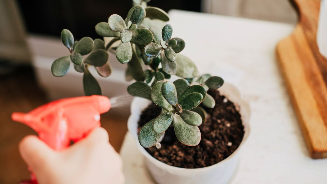 How to care for a money plant: an expert guide | Woman & Home