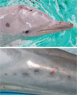 These are the electric field sensing receptors on the Guiana dolphin. They might use them to find prey, as many fish and other marine organisms emit electric fields as a form of communication, as they hunt in murky waters. They use this sense in combination with their ability to echolocate, when they are too close to their target to detect an echo.