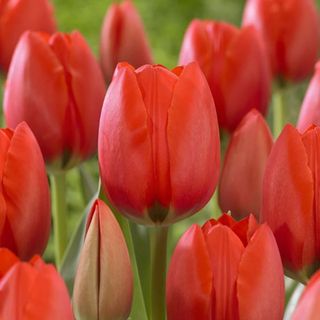 Tulip Darwin Red - Pack of 25