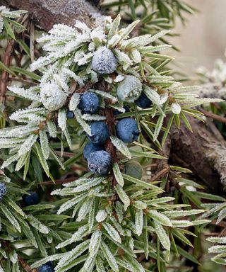 juniper berries in frost