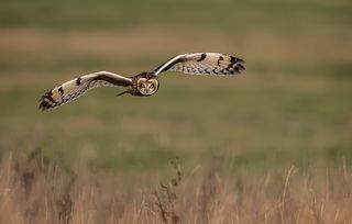 short eared owl bird of prey in flight