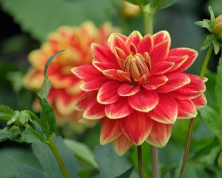 red and yellow Dahlia plant growing in a garden