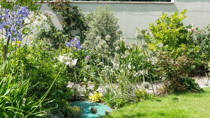 Lush garden with agapanthus and aliums in the foreground