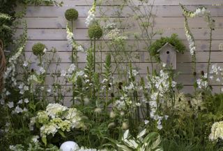white planting scheme in garden next to a grey/white wall with a bird feeder on it