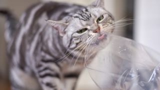 Why does my cat eat plastic?