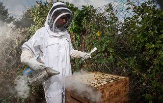 Beekeeping