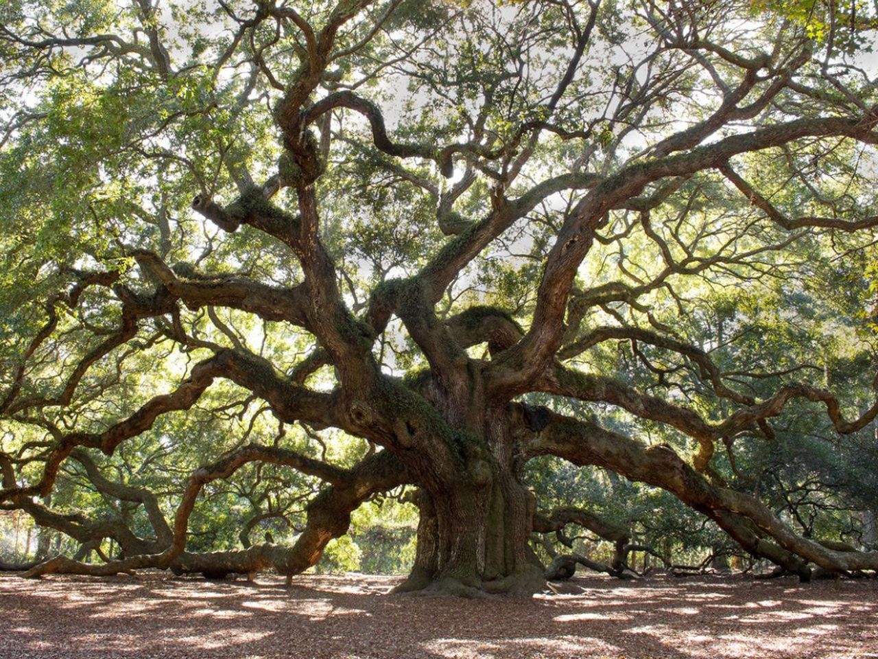 Large Shade Tree