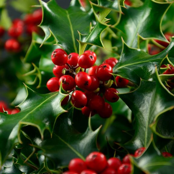 Top 10 Questions About Holly Shrubs 